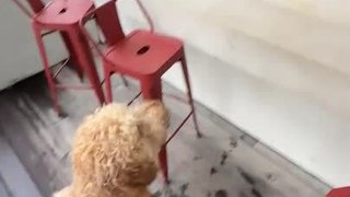 Doodle Dog Jumps on Counter