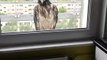 Person Spots Rare Bird Perched on Window