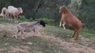 Goat Gently Headbutts Older Goat