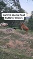 Goat Gently Headbutts Older Goat