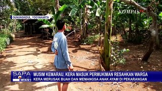 Warga Gunungkidul Diresahkan dengan Kera Ekor Panjang yang Masuki Permukiman