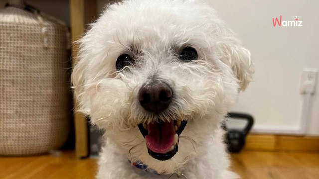 Son chien tombe gravement malade : 6 000 dollars plus tard, elle découvre l’origine de ses maux