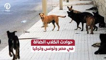 حوادث الكلاب الضالة في مصر وتونس وتركيا