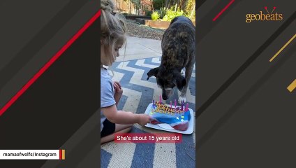 Hospice dog refuses to leave family behind