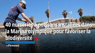 40 nurseries à poissons installées dans la Marina olympique pour favoriser la biodiversité