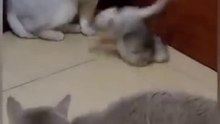 cat is funny