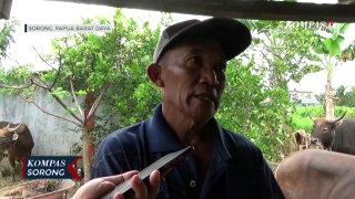 Kelompok Ternak Sapi di Sorong Raup Untung Jelang Hari Raya Kurban