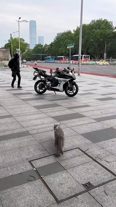 Cat flow triffic rules