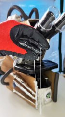 Sperm Under Microscope