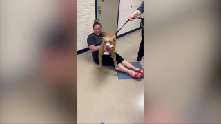 Dog Reunited With Owner After Two Years of Being Lost