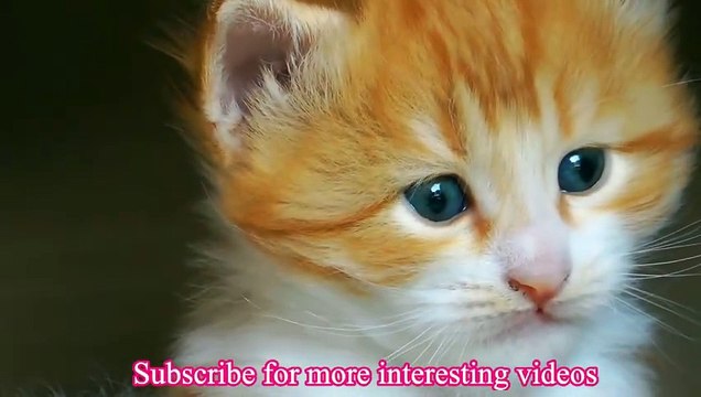 Little Sweet Baby Cat | Cute Kitten Videos | Cute Cats | Cute Cats And Kittens Part 2 #cat