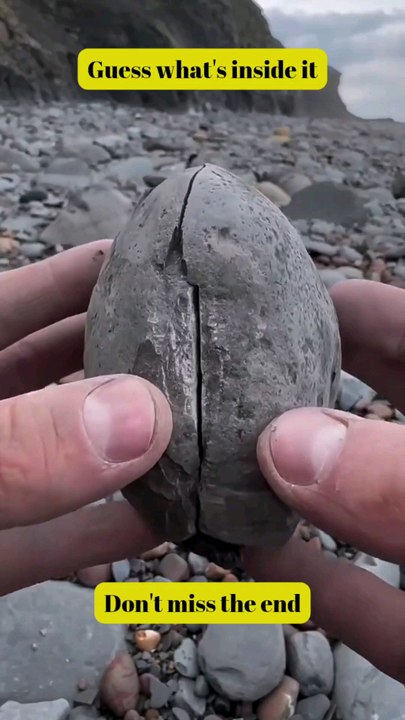 Really! what is inside it? #viral #science #fossils