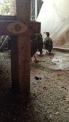 Beautiful Partridge Chicks