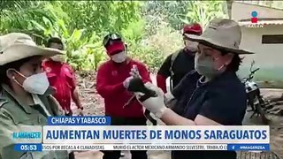 Aumenta la muerte de monos saraguatos en Chiapas y Tabasco