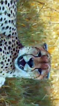 Life is a journey of self-discovery. Embracing our true selves and realizing our true potential is our gift to the world