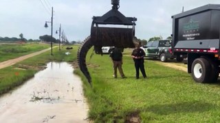 Crocodilo de 3 metros é removido de rodovia em cidade do Texas