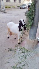 Cute goat A Animals shorts vlog