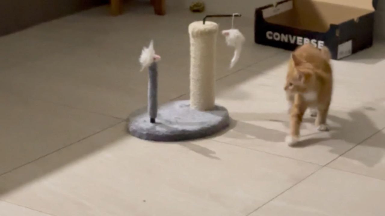 Improbable playground: Tiny scratch post unleashes epic feline frolics