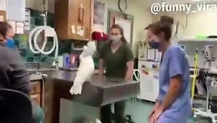 birds dance on music/PARROT  dance