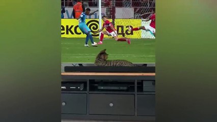 funny try not to laugh impossible memes