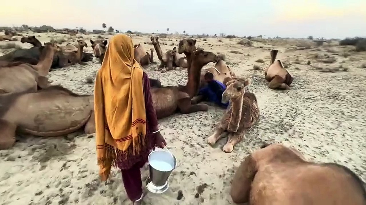 چولستانی شہزادہ _7377675741007252778-no-watermark