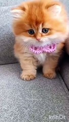 Adorable & Funny Moments 😂