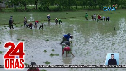 NFA, humahanap na ng pasilidad para sa pagpapatuyo ng mga basang palay | 24 Oras
