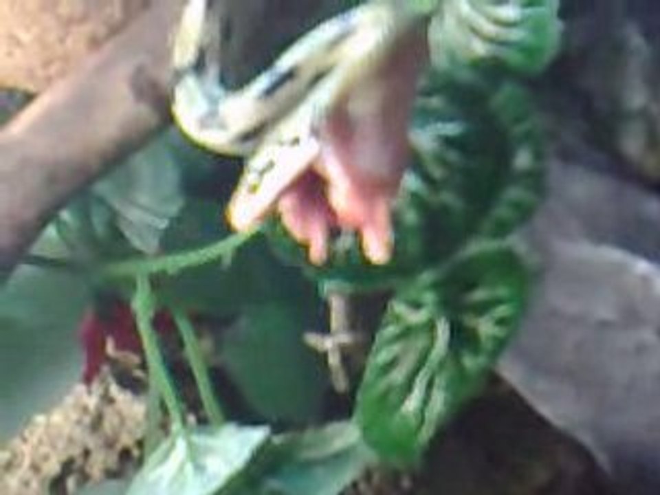 Elaphe taeniura pong