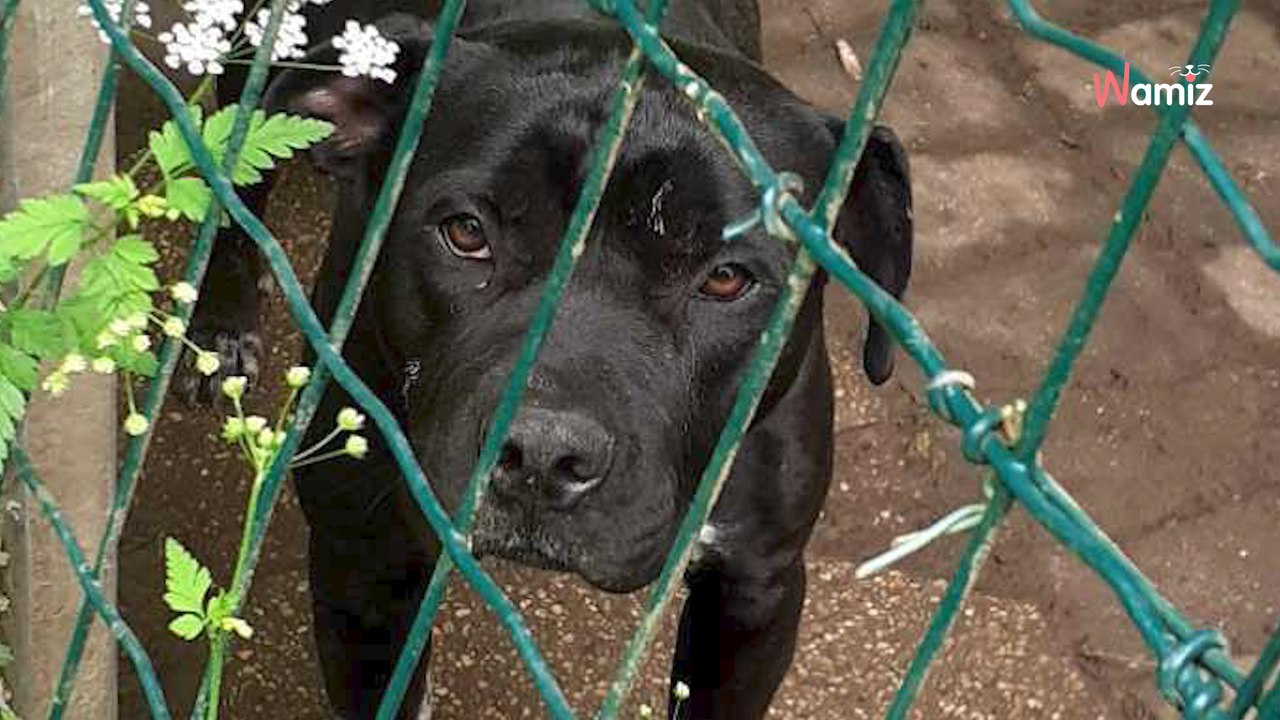 Ils viennent abandonner leur chien au refuge, mais il n'y a plus de place : ils décident de se débrouiller autrement