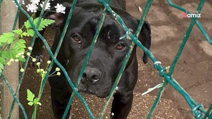 Ils viennent abandonner leur chien au refuge, mais il n'y a plus de place : ils décident de se débrouiller autrement