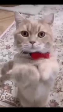 Funniest Videos 2022 Funny Cats _cute _cat _short _24(360P)