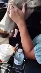 Cette vache ouvre la porte de chez elle sans aucun problème