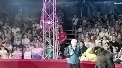 Urso de Circo Ataca Treinador ao Ser Forçado a Performar com Patins 🐻