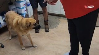 Ils abandonnent leur chien au refuge : le toutou refuse de quitter le dernier endroit où il a vu son humain (vidéo)