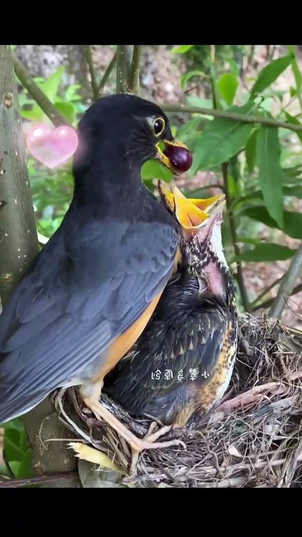 ⁣Funny #funny funny #funny animals #funny animals video #comedy