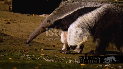 The Silent Hunter: Unveiling the Enigmatic World of the Giant Anteater