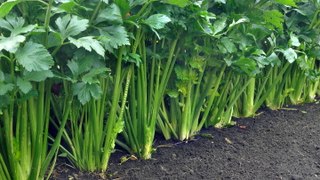 How to Plant and Grow Celery—Tips That Promise a Successful Harvest