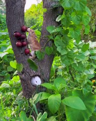 Please follow me for more videos