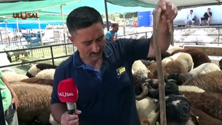İskenderun'da hayvan pazarında 280 besici satış için müşteri bekliyor