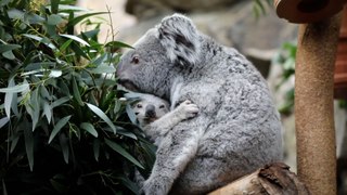 Inside Edinburgh Zoo