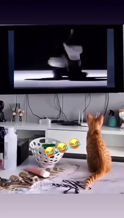 Dancing cat