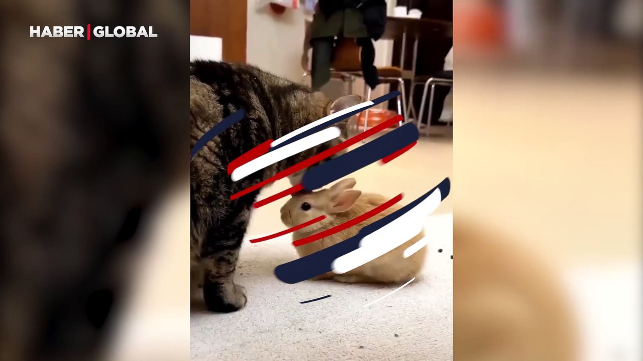 Tavşanı yavrusu sanan kedi sosyal medyada izlenme rekoru kırdı "Öpmelere doyamadı"