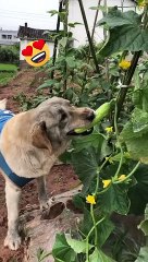 Hilarious Animal Moments 🐾