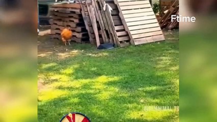 Funny Videos Compilation  Pranks - Amazing Stunts-by Mr Vava#36