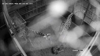 UK safari park welcomes brand new baby giraffe