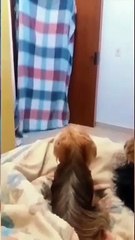 funny_animals_video_#shortvideo_#shorts(1080p)