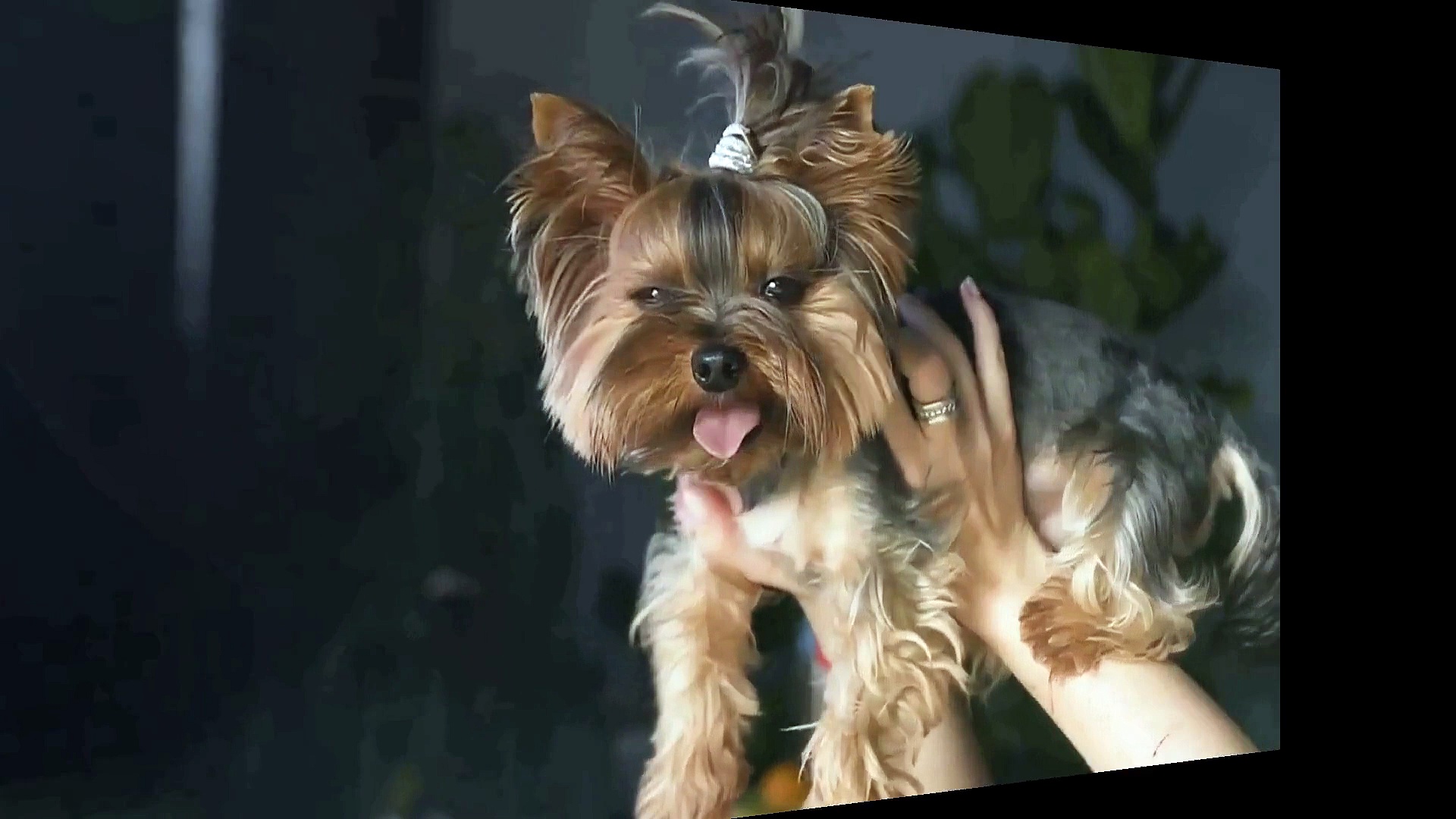 Video cucce-per-cani-piccoli-e-gatti-interno-ddpluspet.com