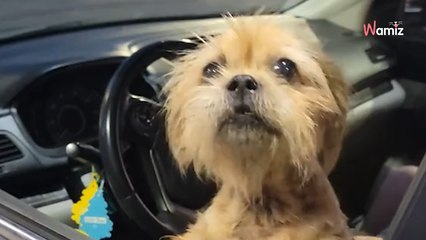 Le propriétaire de ce chien est décédé : face à la tristesse de l’animal, sa fille lui offre une nouvelle vie