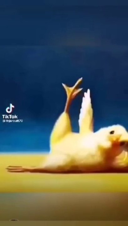Funnyvideo