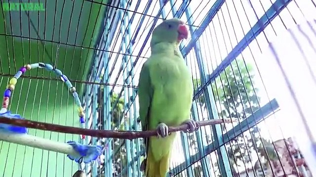 Loud Parrot Chirping _ Natural Parrot Sounds _ Parrot Calling Sounds __(360P)
